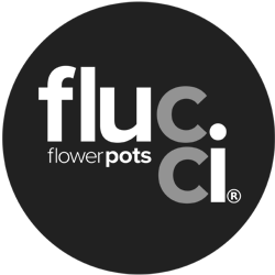 Flucci